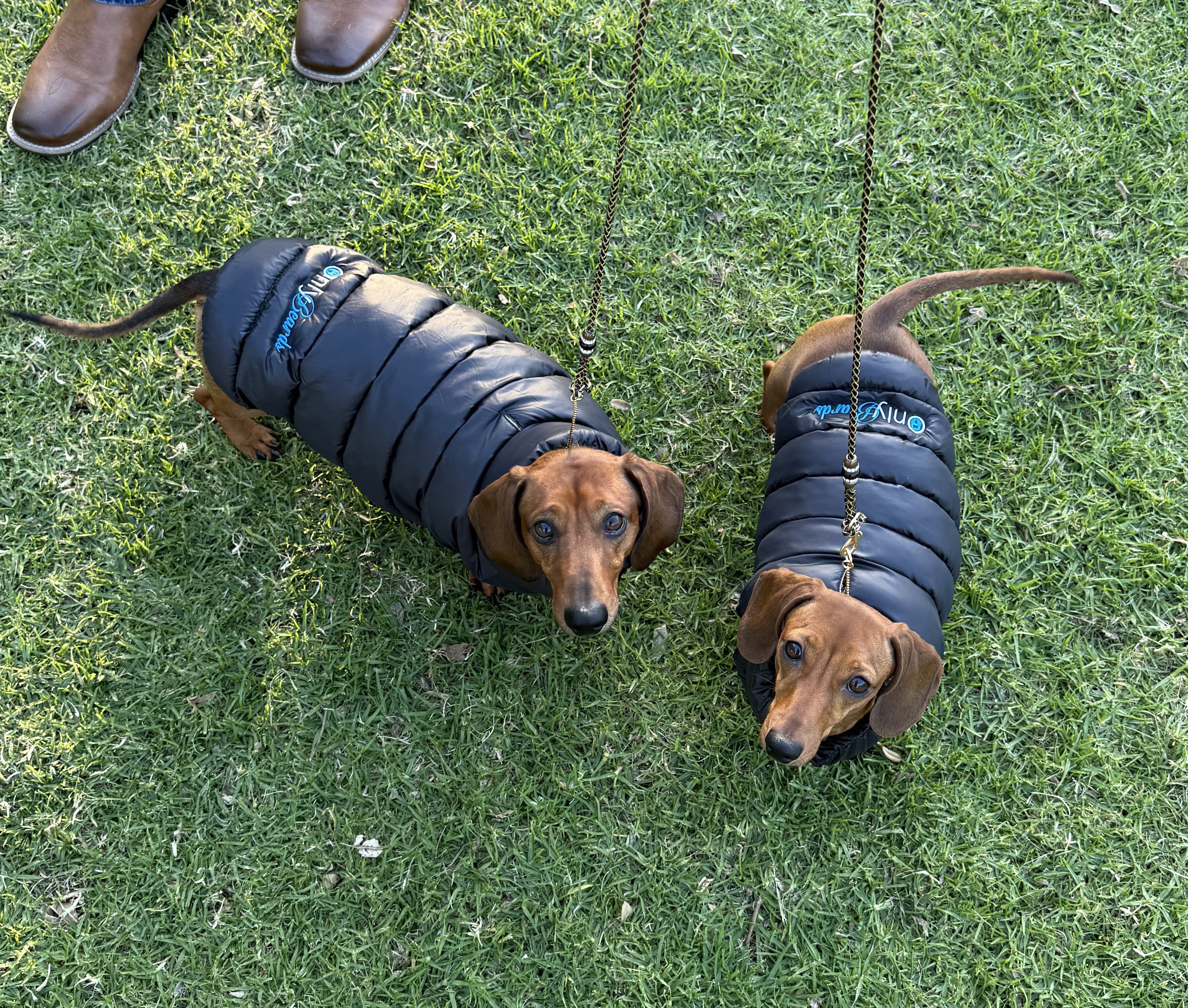 Dog Puffer Vests